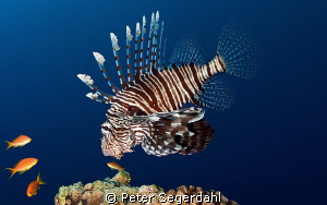 Lionfish looking for lunch by Peter Segerdahl 